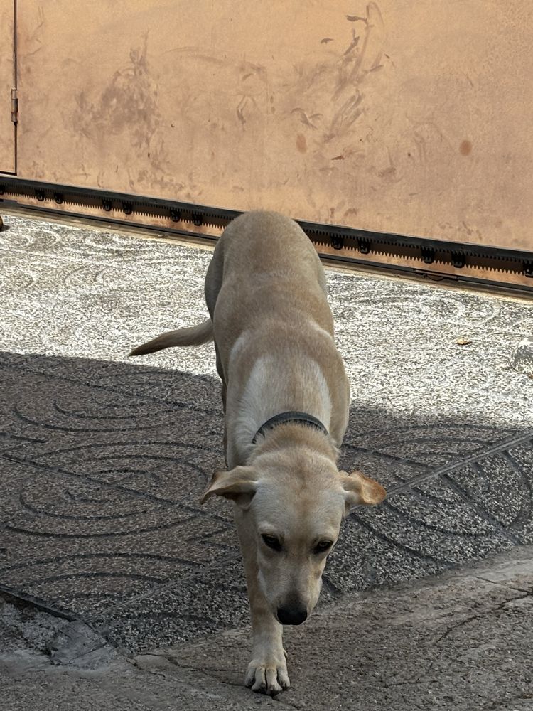 Lavrador para adoçao
