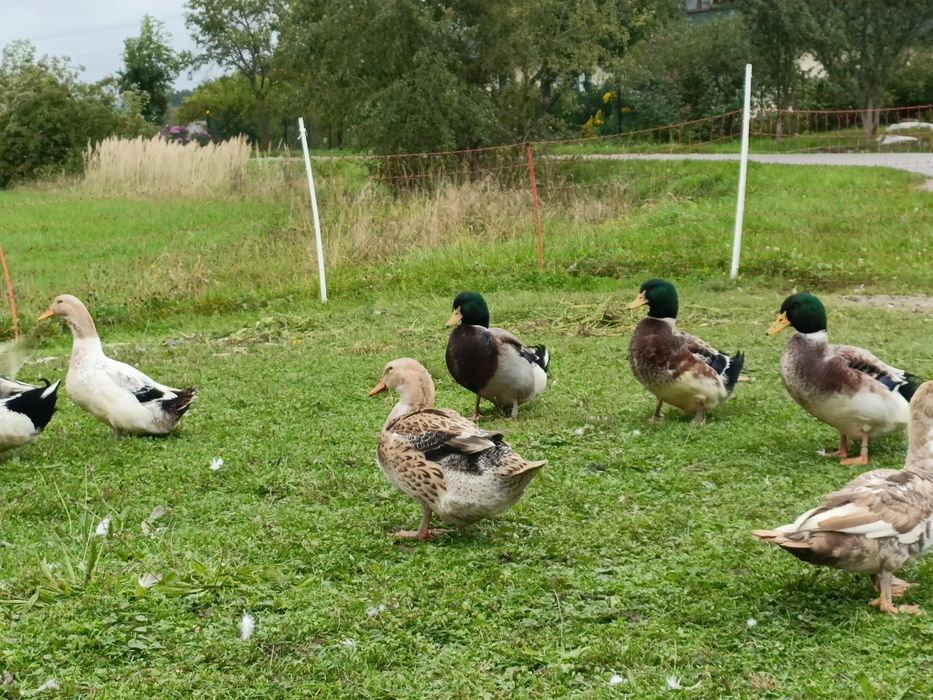 Kaczki kaczory staropolskie