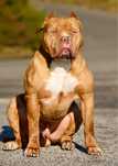 American Bully XL - Zapowiedź miotu
