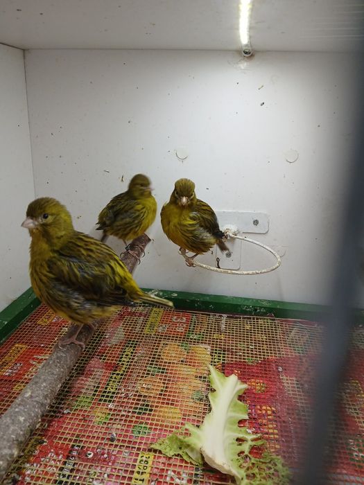 Kanarki gloster border