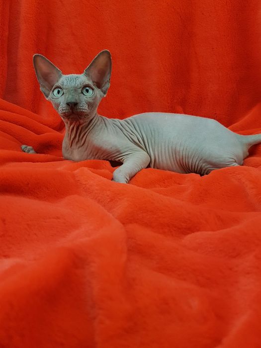 Канадский сфинкс Мальчик