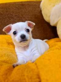 Chihuahua piesek krótkowłosy Łążynek