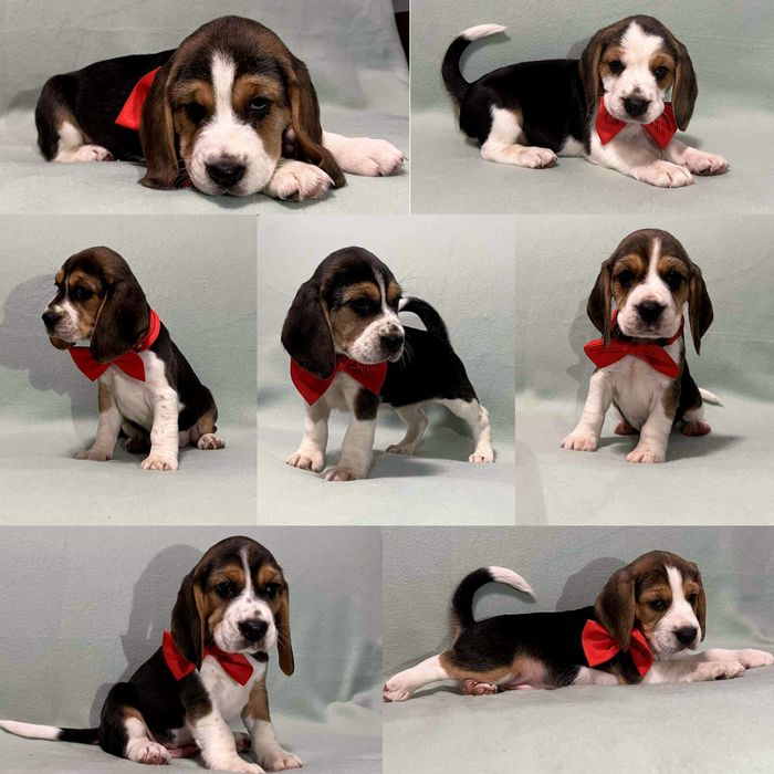 Sprzedam szczeniaka rasy Beagel