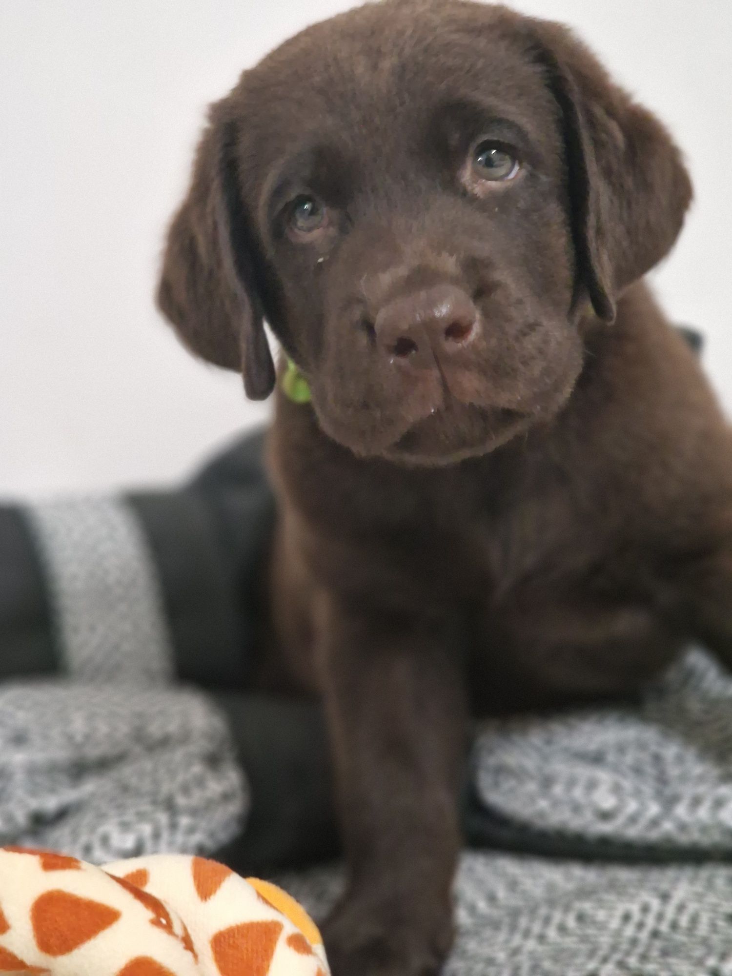 Labrador retriever szczeniak zkwp śląskie
