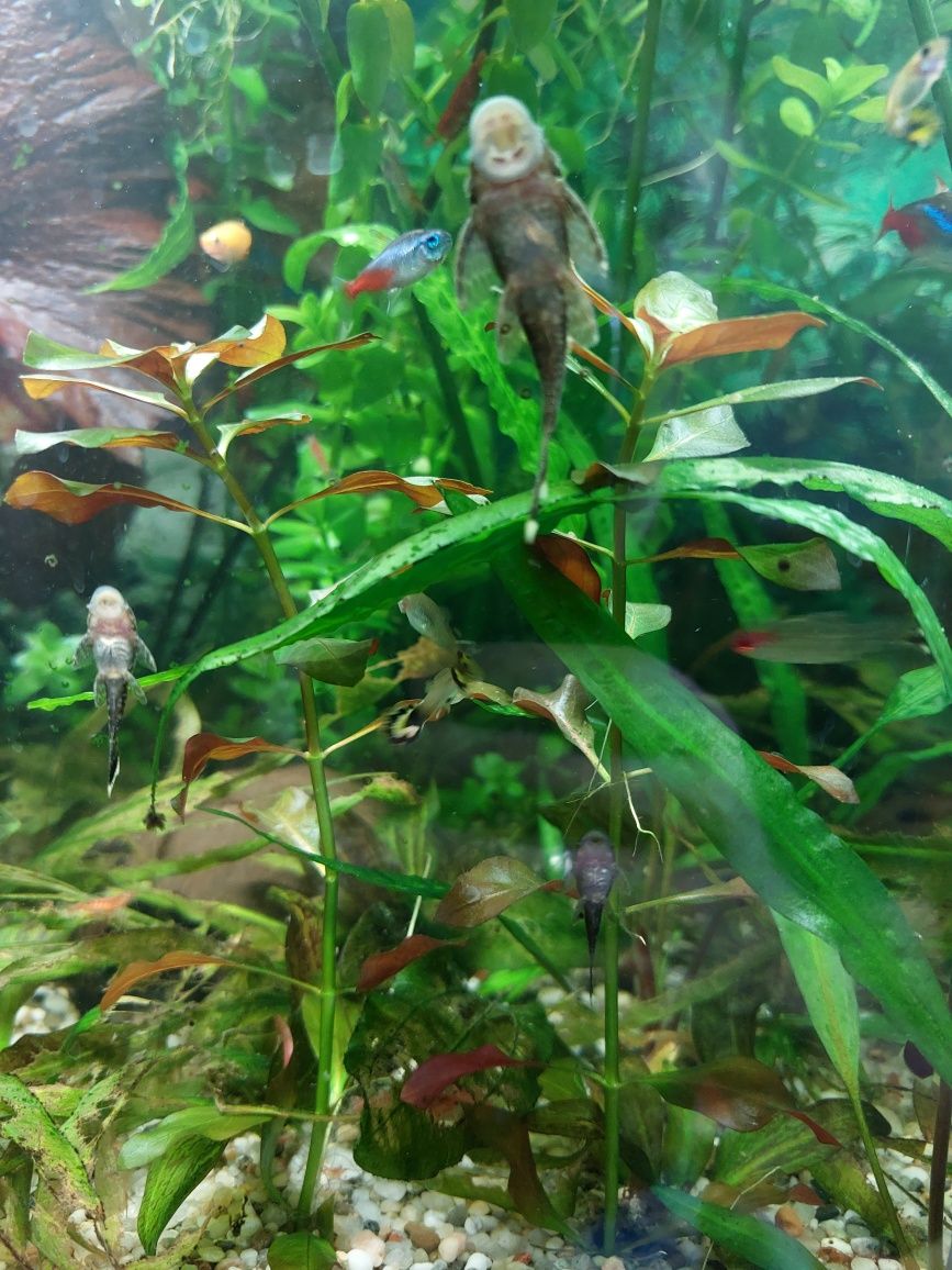 Glonojady,  zbrojniki, gupiki pawie oczko, krewetki red cherry