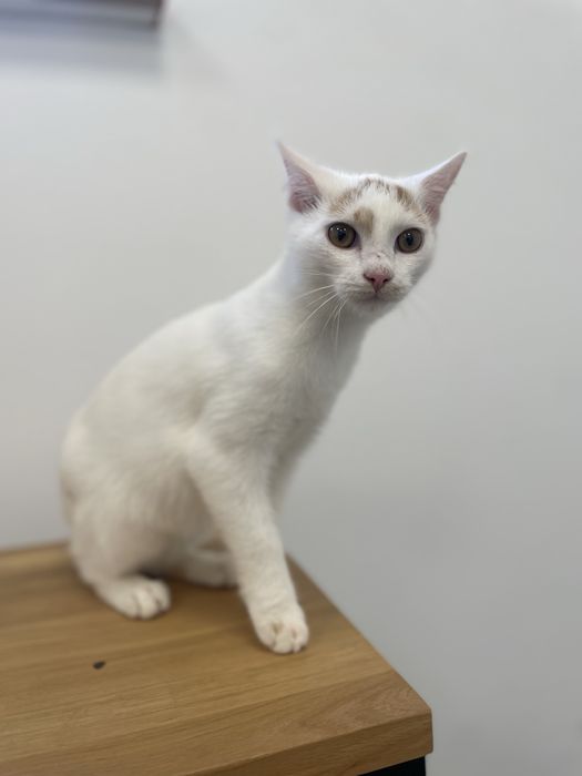 Slodkoe kociaki do adopcji