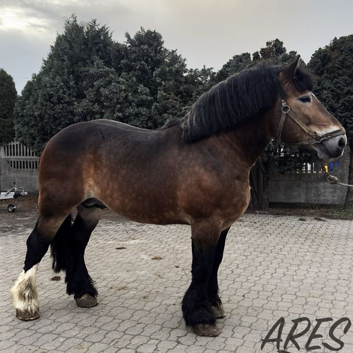 Ogier sztumski zimnokrwisty