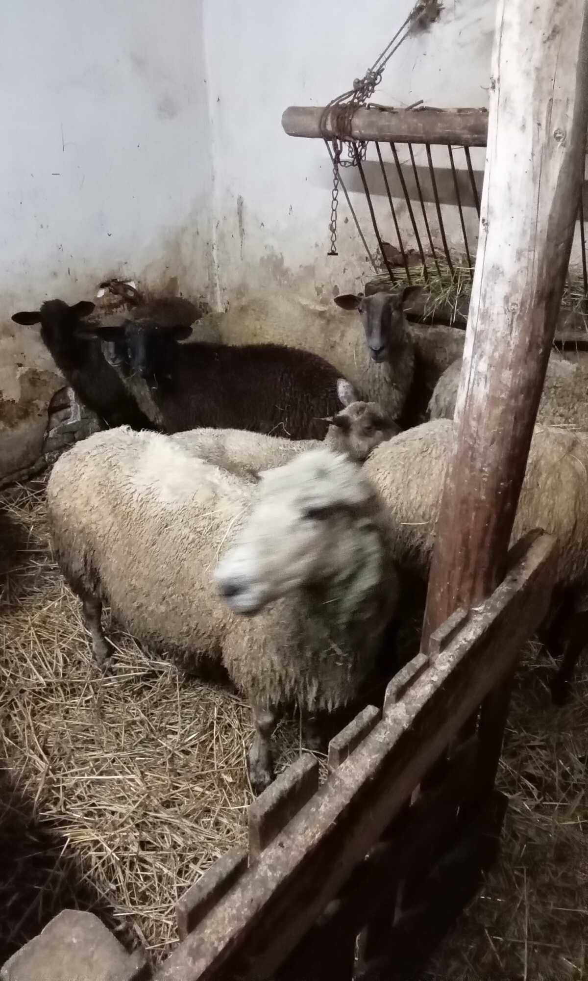 Owce jagnięta baranki