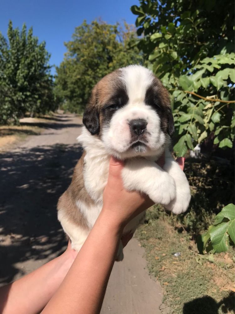 Цуцента сенбернара