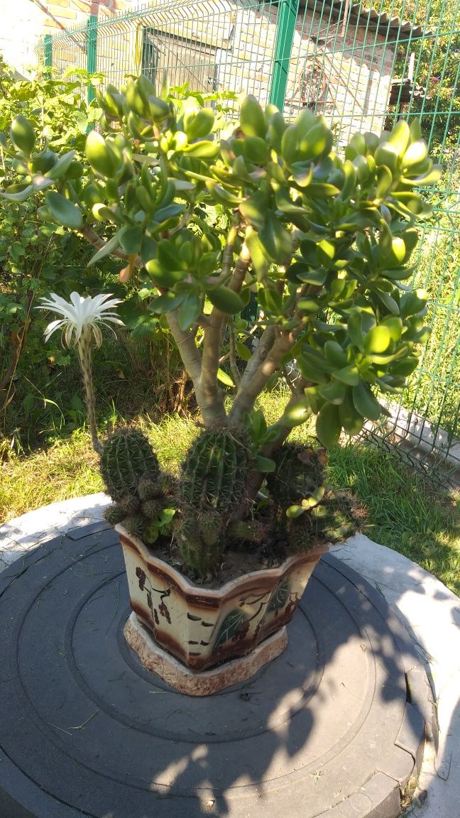 Денежное дерево+кактус