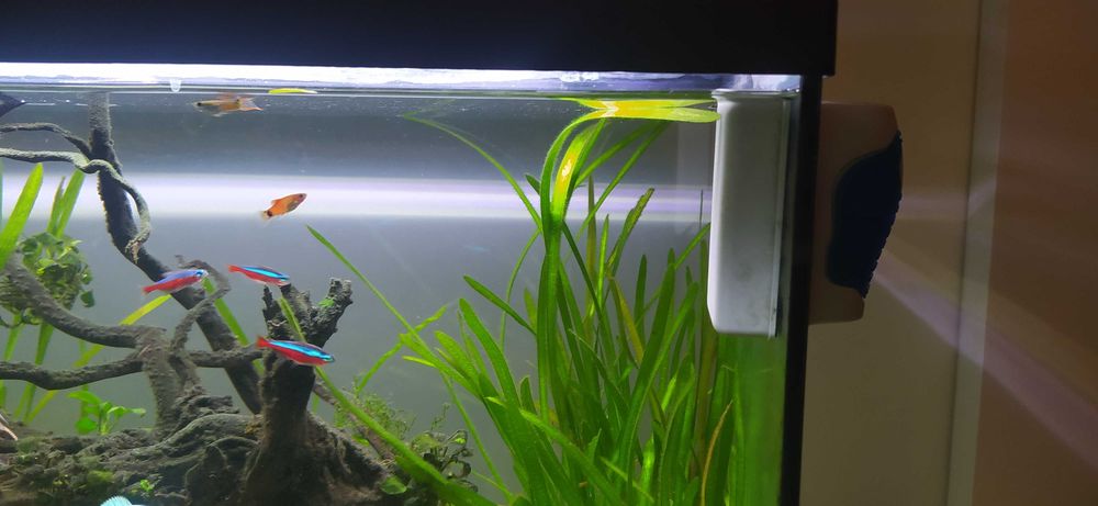 Aquário completo 90litros, 1 ano de uso