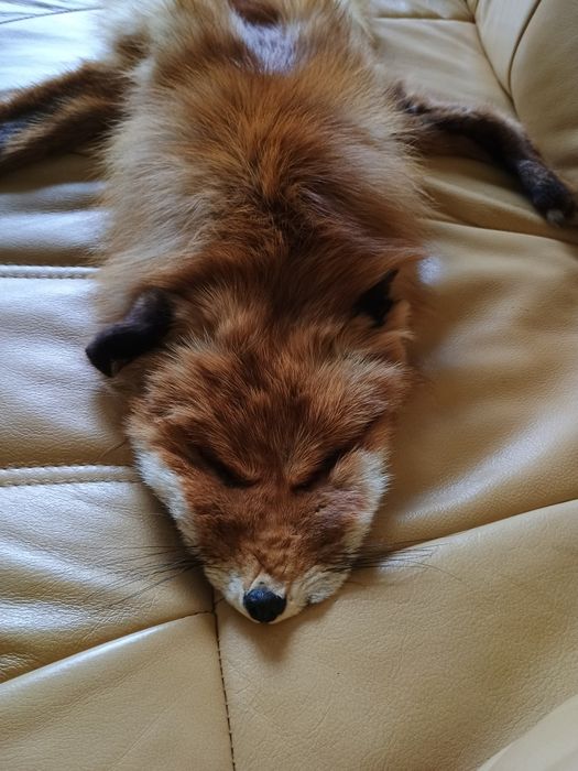 Naturalny szal/kołnierz z futra lisa rudego