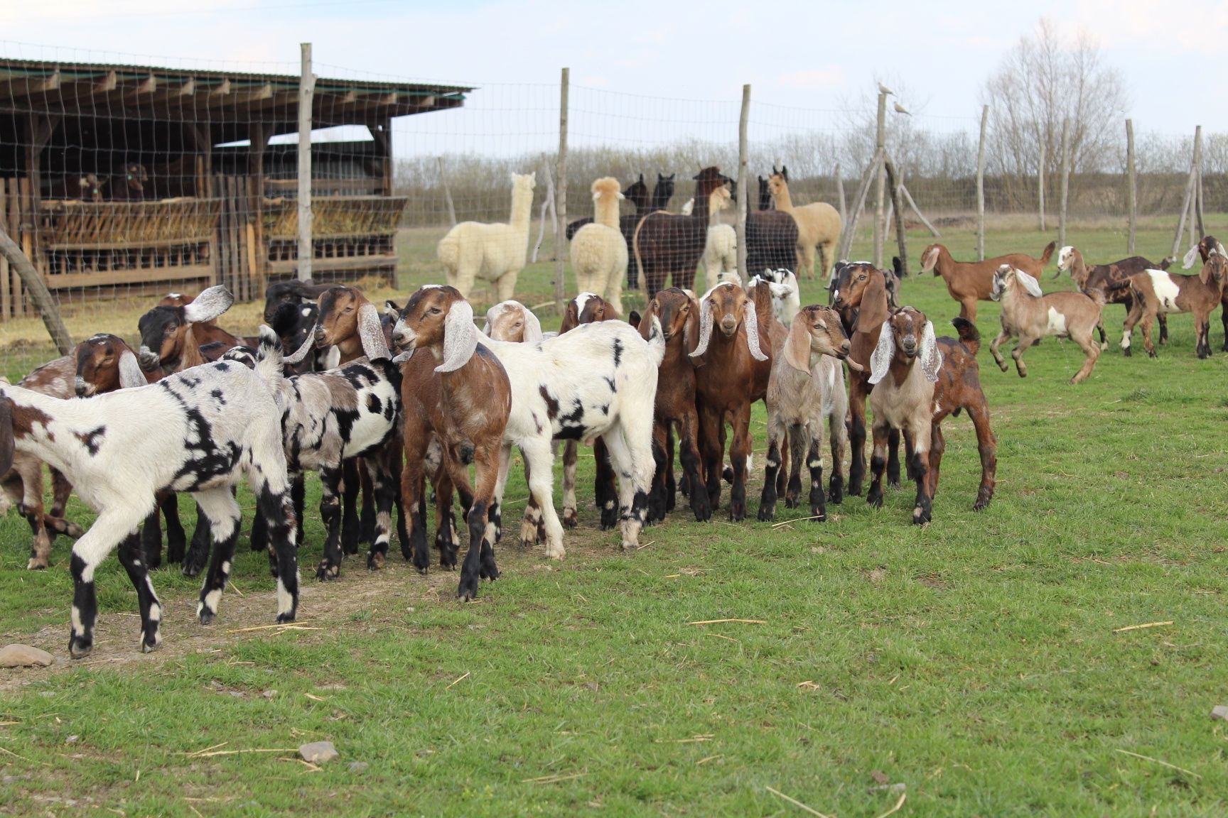 Кози козенята Англонубійської породи