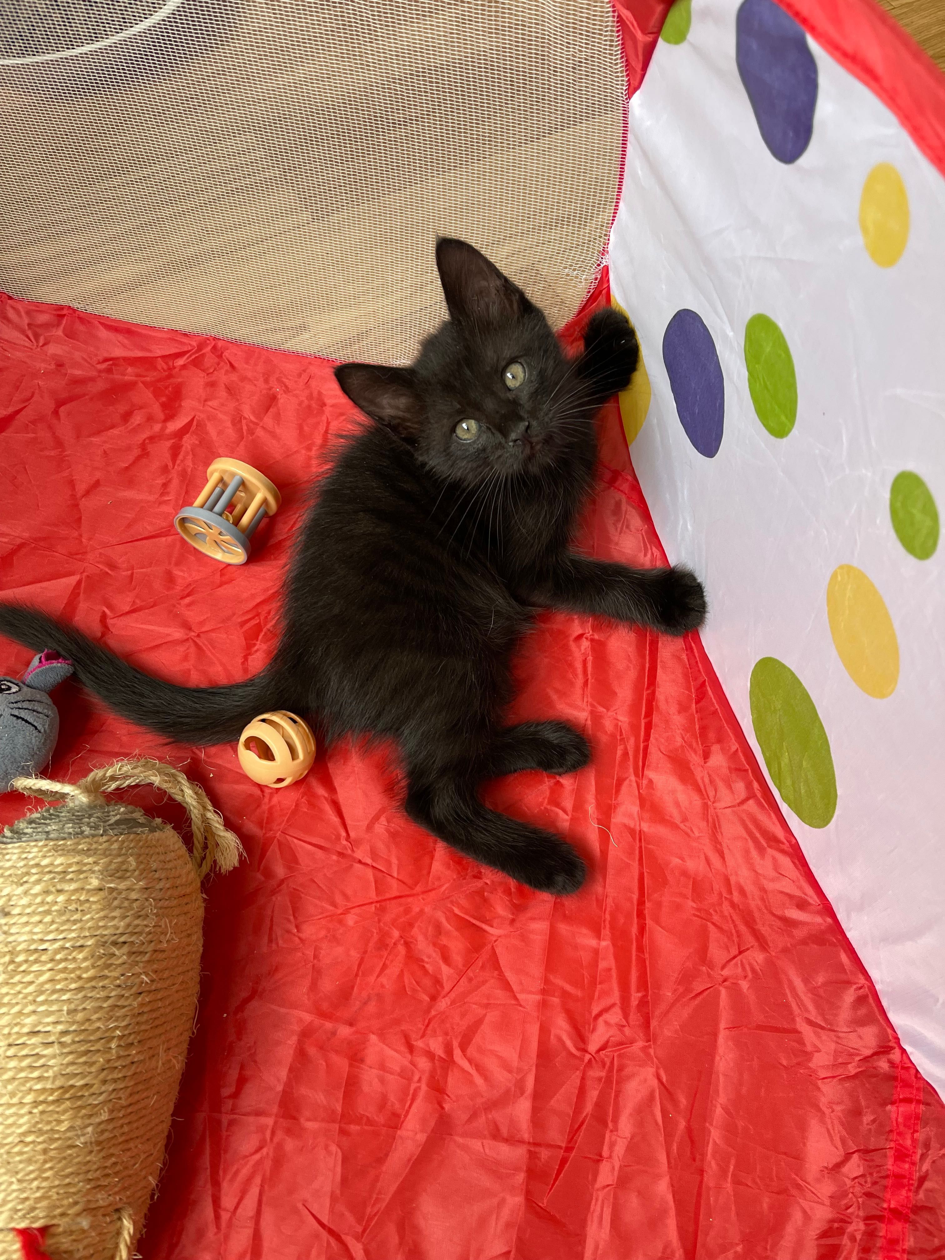 Котята отдам  котенок мальчик
