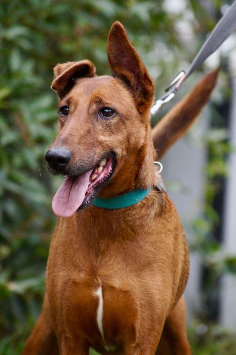 Kiro- cudowny pies mix pinczer/terier szuka domu