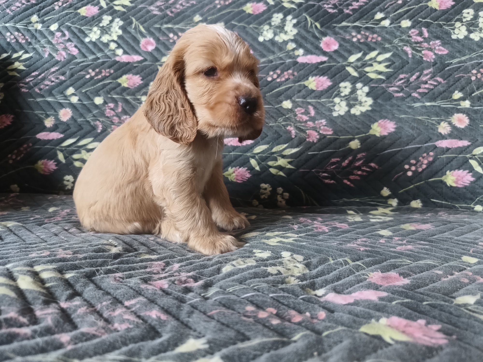 Pies Cocker Spaniel Angielski
