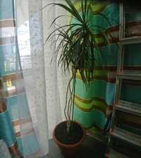 Kwiat doniczkowy dracena