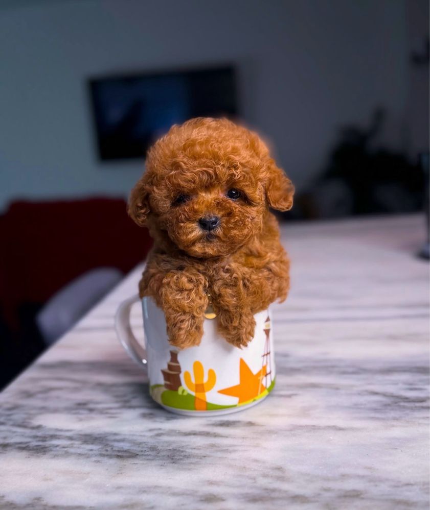 Poodle toy( CanicheToy) Macho