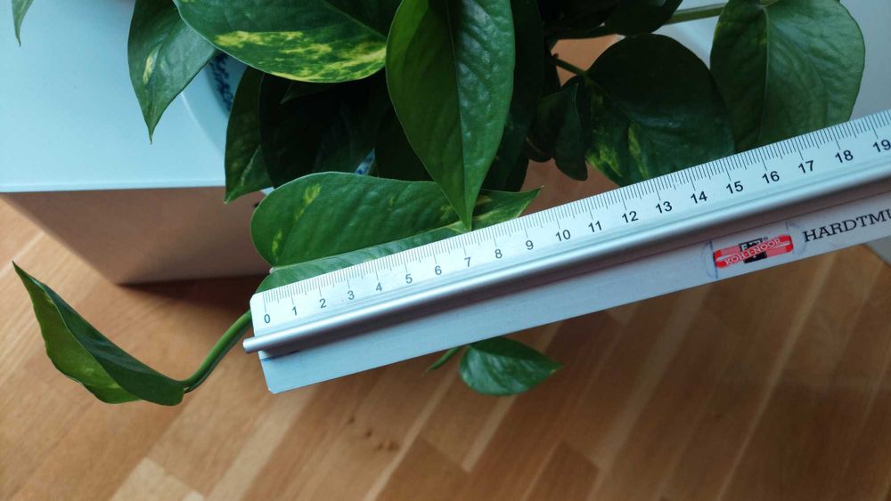 DUET Maranta i Epipremnum