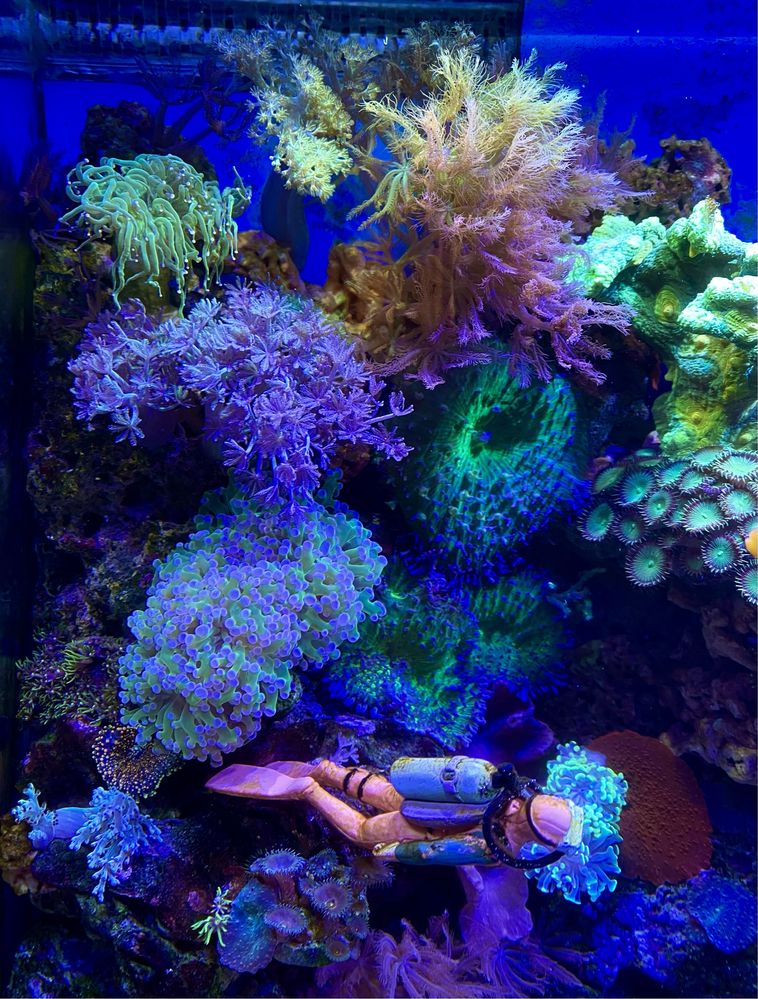 Продам морской аквариум с рифом и кораллами