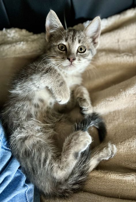 Віддам кошеня у добрі ручки