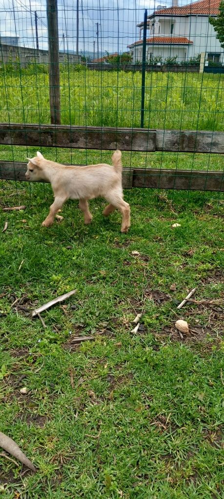 Vendo cabritinho micro-anão