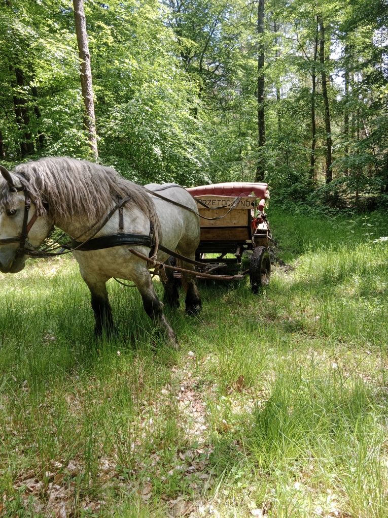 Ogier, siwy  szpak