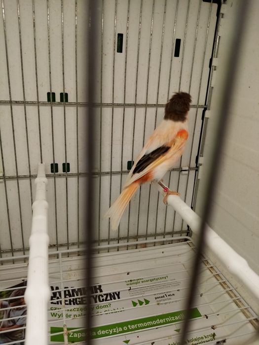 Sprzedam kanarki Arlekina Portugalskiego z 25 roku