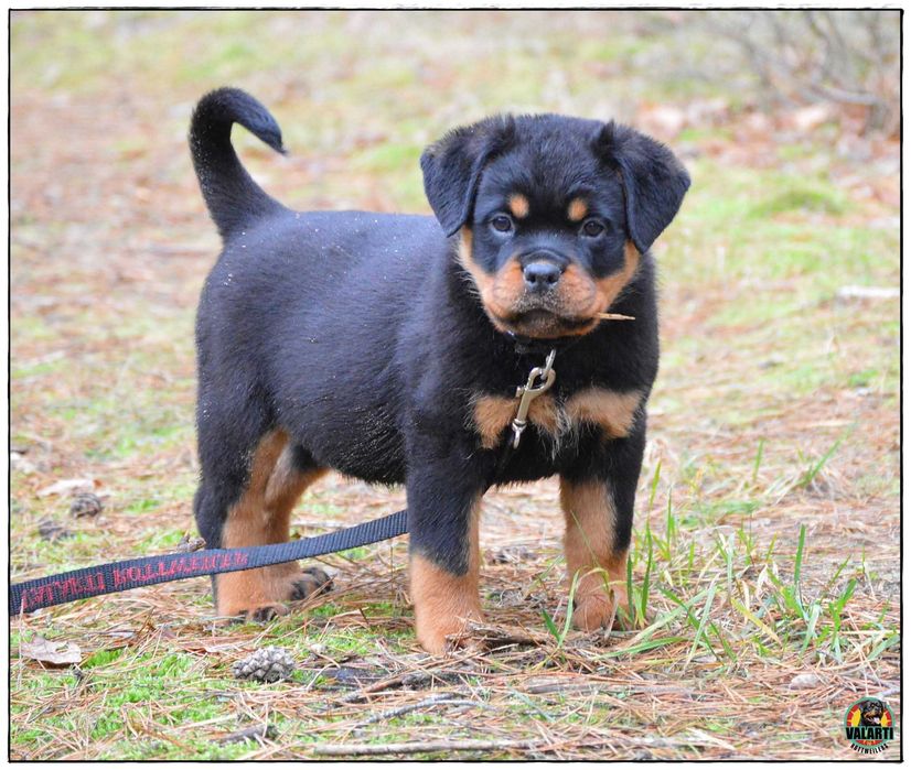 Rottweiler ZKwP/FCI - Samiec - gotowy do odbioru