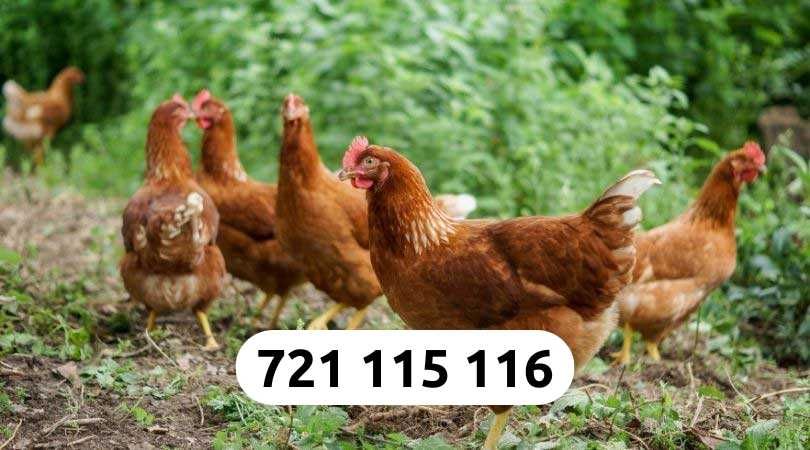 Kury Nioski Dowóz Gratis Cała Polska