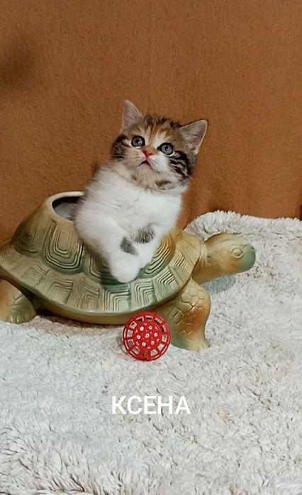 Котенок : Яскрава кокетка.