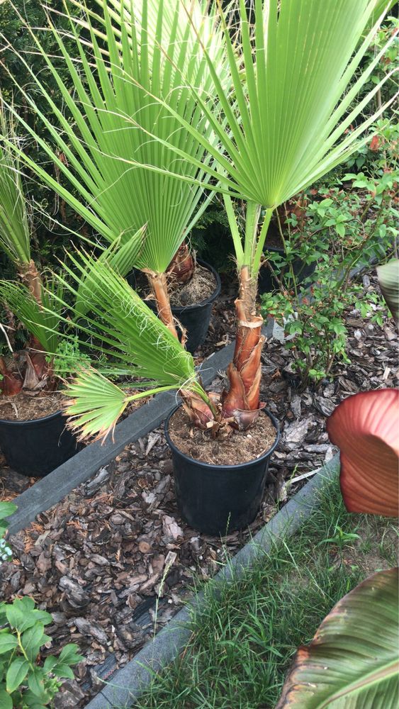 Palma Washingtonia Robusta