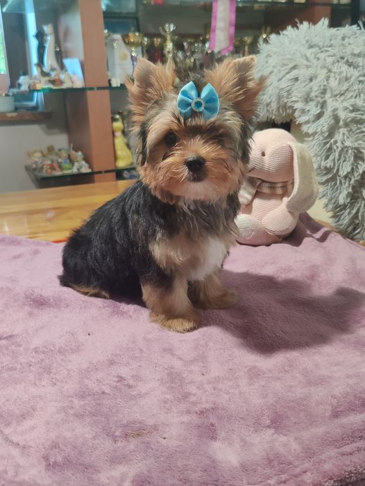 BALTORO piękny piesek Yorkshire terrier