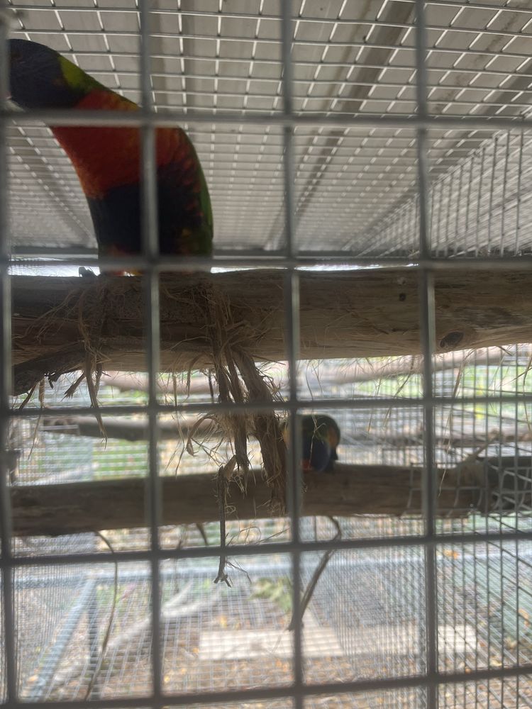 Casal de loris reprodutor/ring neck e red rumped