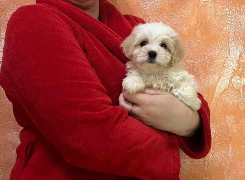 Maltipoo disponível