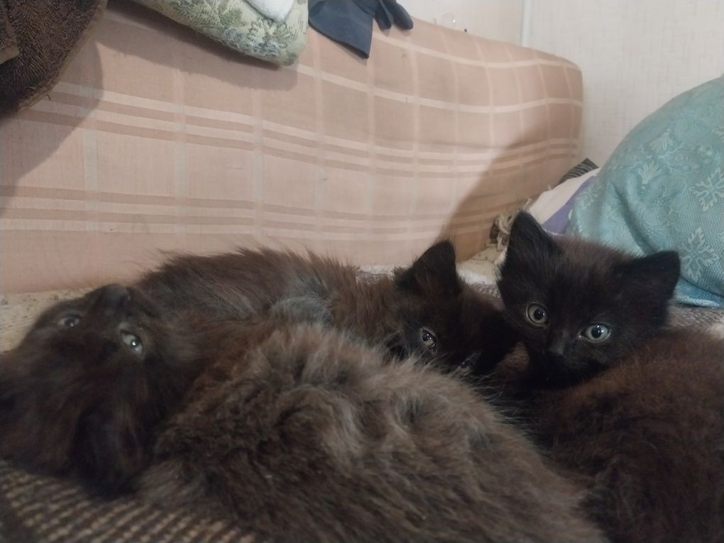 Отдам котят британцев