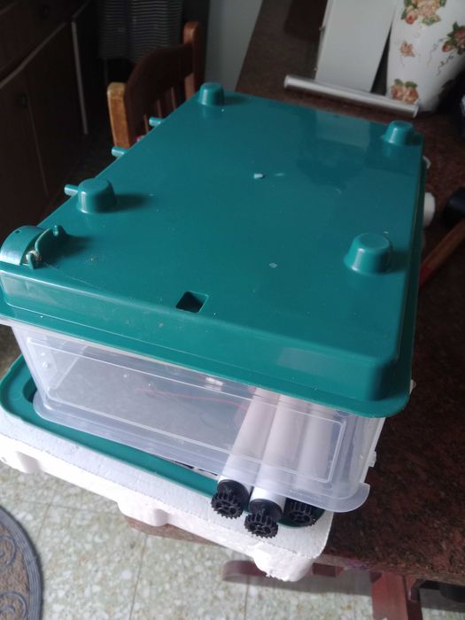 Chocadeira para galinhas