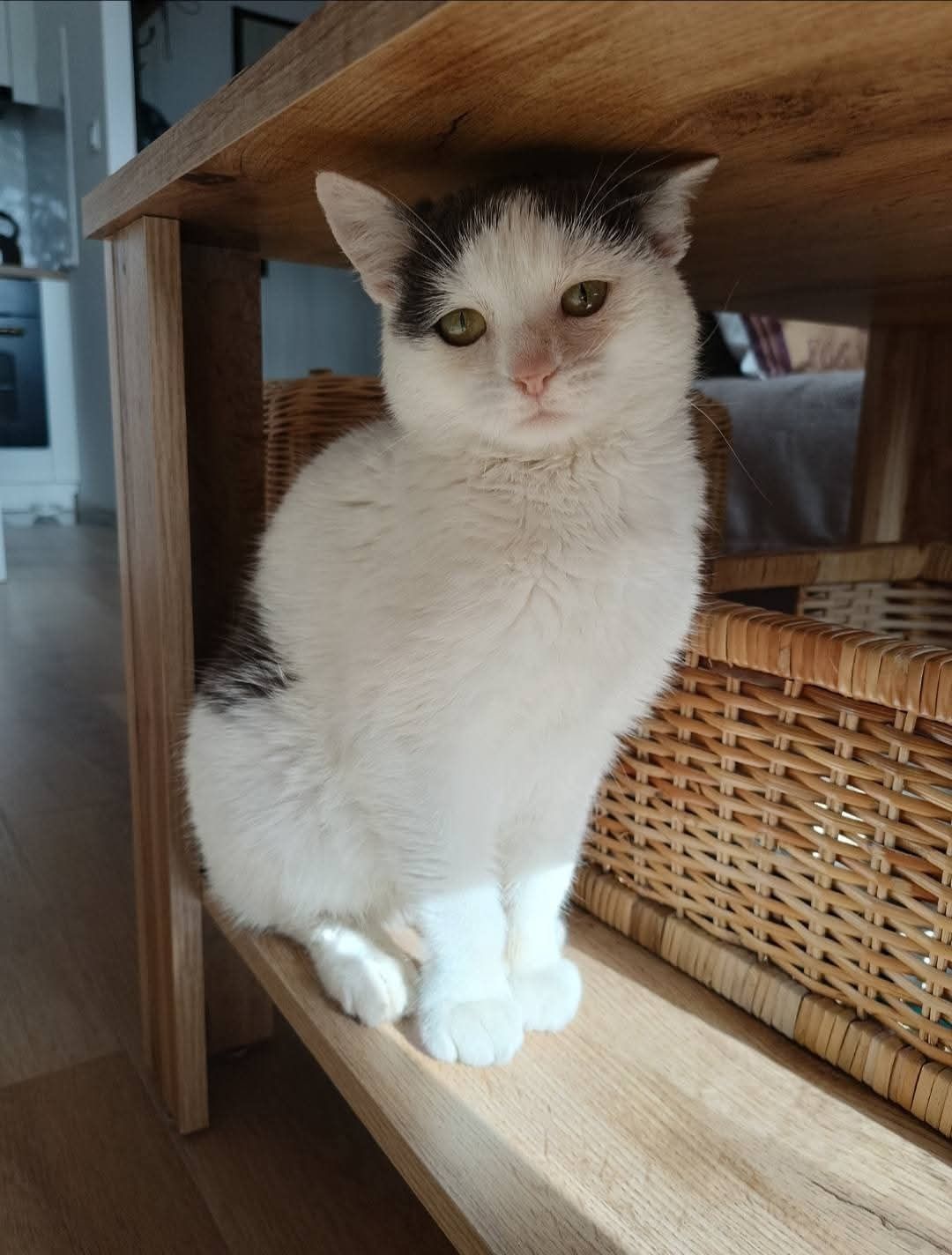 Tośka szuka domu do adopcji