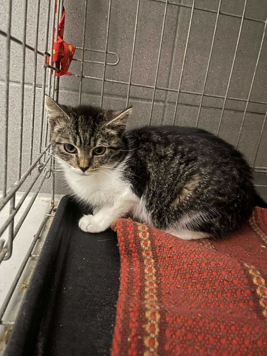 Furia -Kotka szuka domu