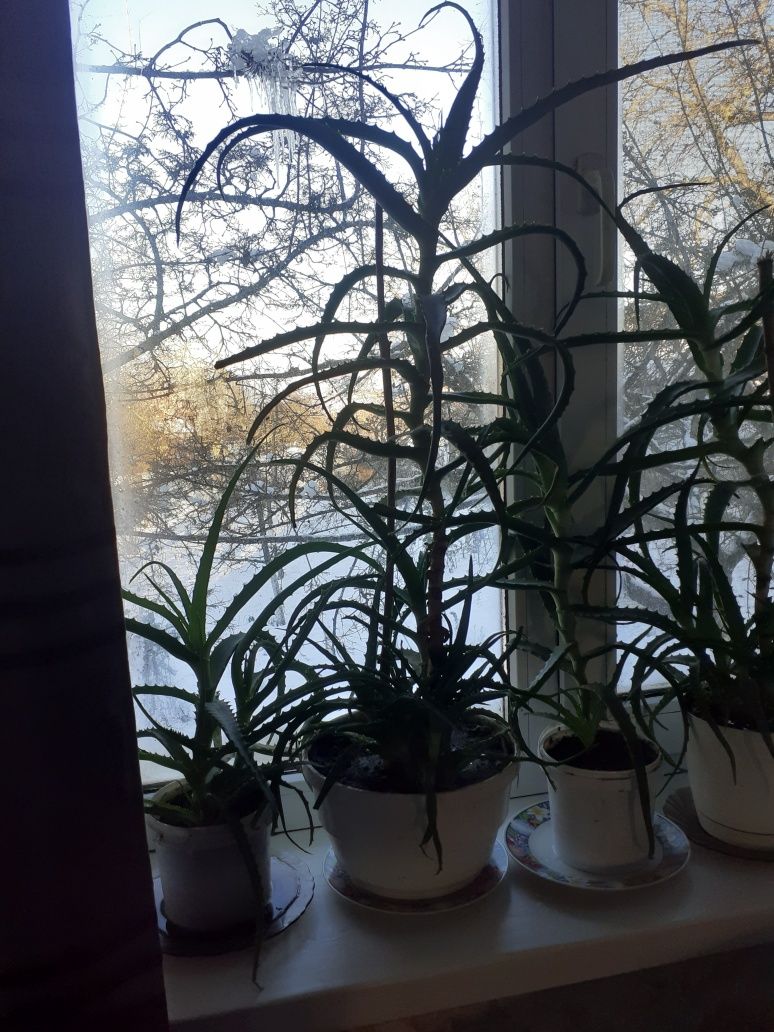 Алое лікувальний