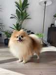 Reproduktor szpic miniaturowy pomeranian