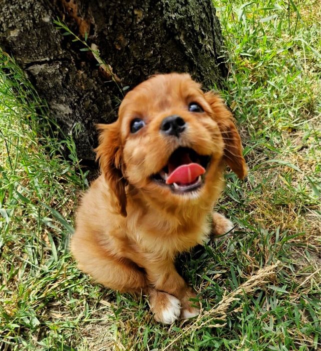 Wyjątkowa suczka Cavalier king wychowana z sercem w legalej hodowli