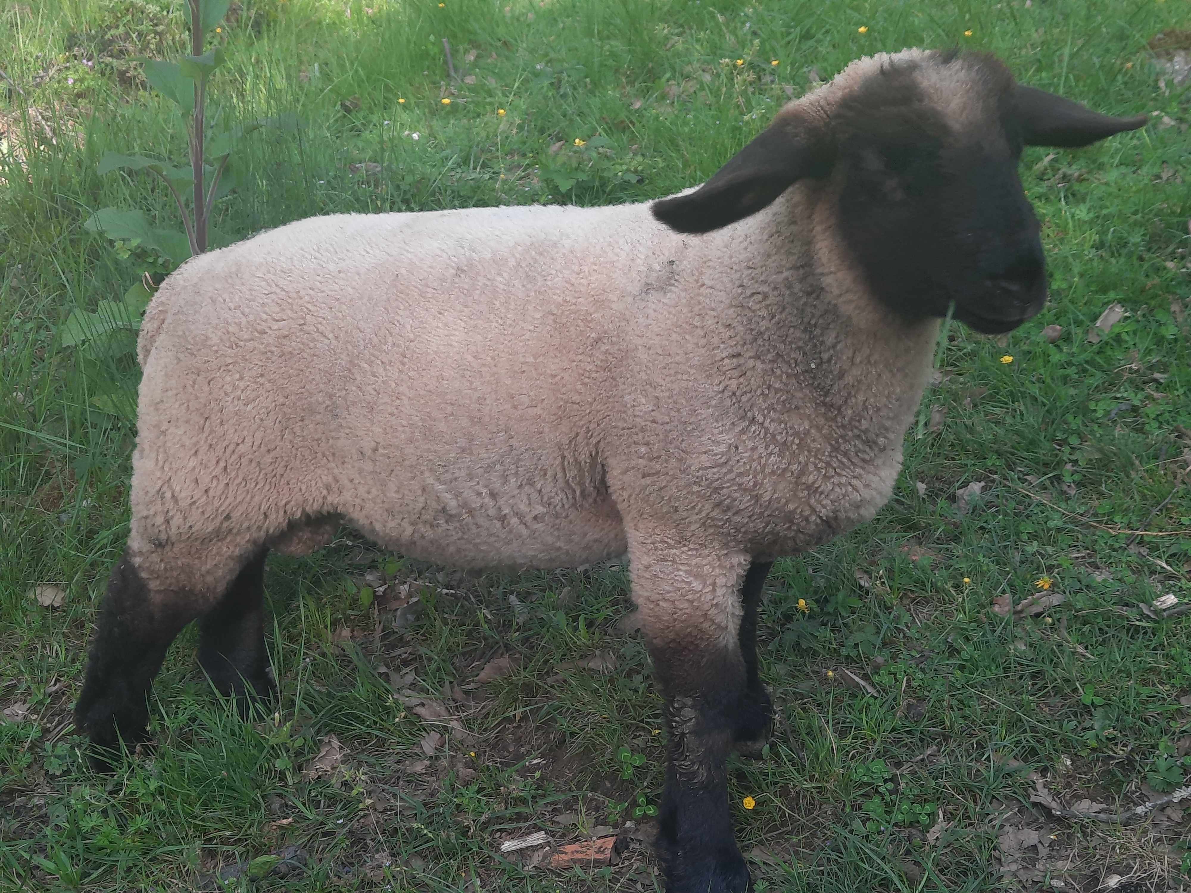 Vendo borregos Suffolk
