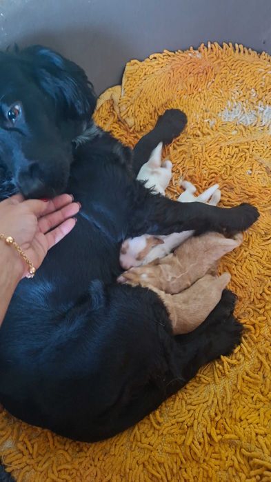 Cocker spaniel macho