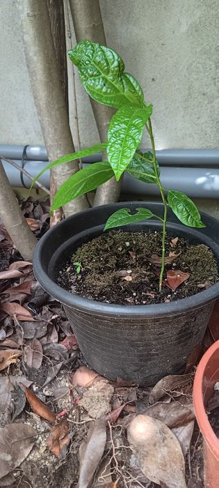 Planta maracujá roxo