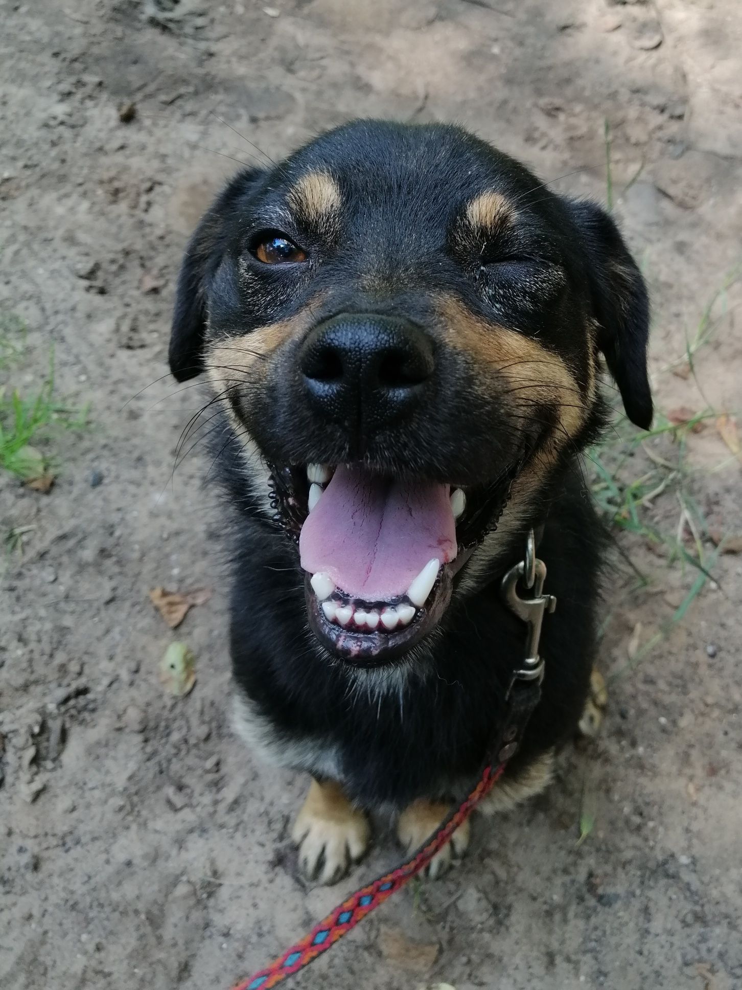 ZIOMEK młody spokojny piesek poleca się do adopcji