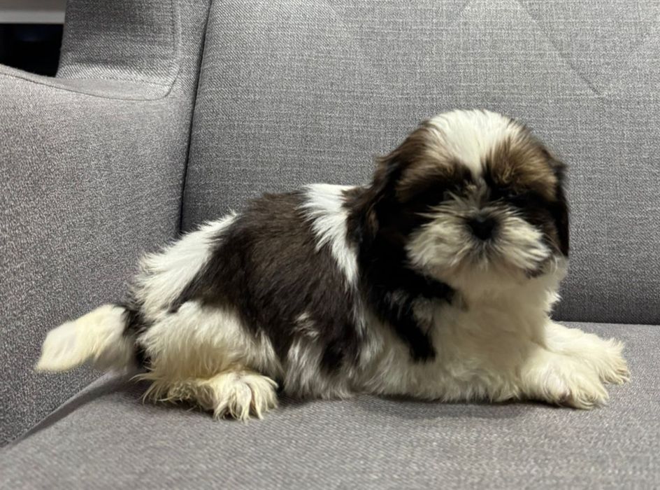 Suczka SHIH TZU o
