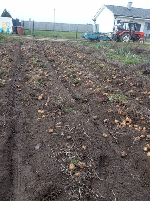 Ziemniaki ekologiczne