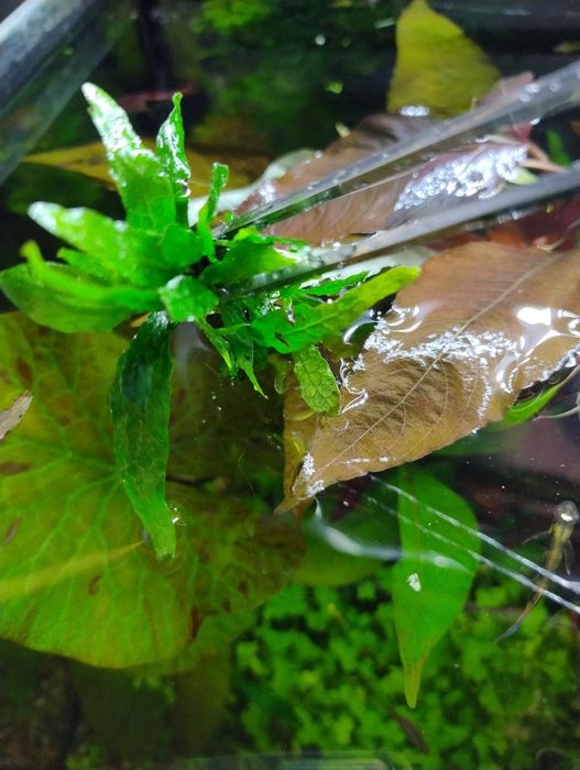 Microsorium narrow . Roślina do akwarium