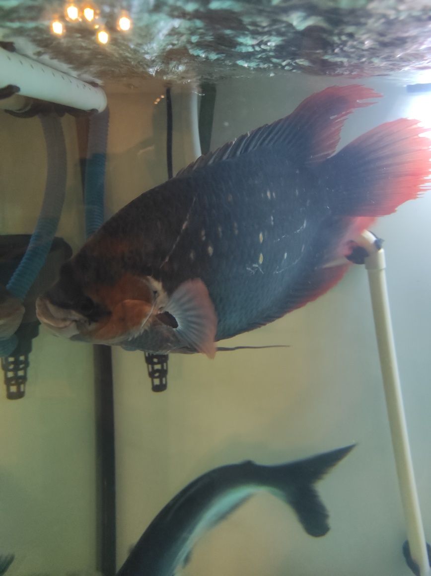Gourami red tail 45 cn